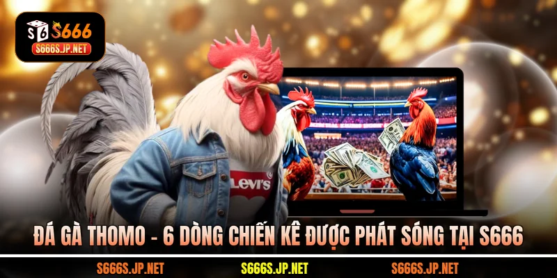 Đá Gà Thomo - 6 Dòng Chiến Kê Được Phát Sóng Tại S666